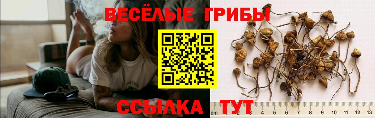 Псилоцибиновые грибы Cubensis Камышлов